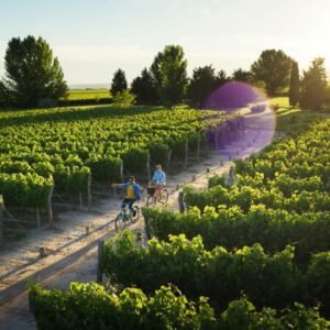 Cycling around Vineyards and  Mountains