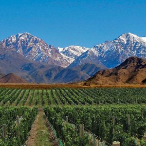 Wines from High Altitude